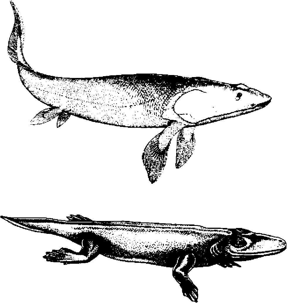 Кистеперая рыба пандерихтис (сверху, по Э.И. Воробьевой) и проамфибия тулерпетон (снизу, по О.А. Лебедеву)