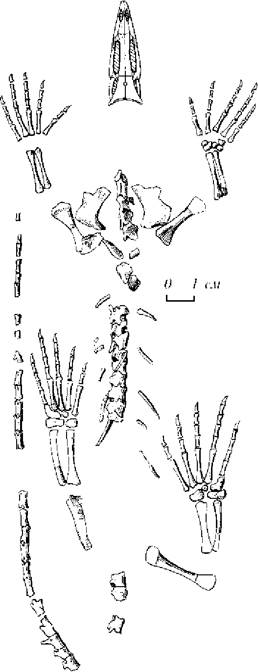 Скелет протоящерицы, названной Л.П. Татариновым Бломозавром ивахненко