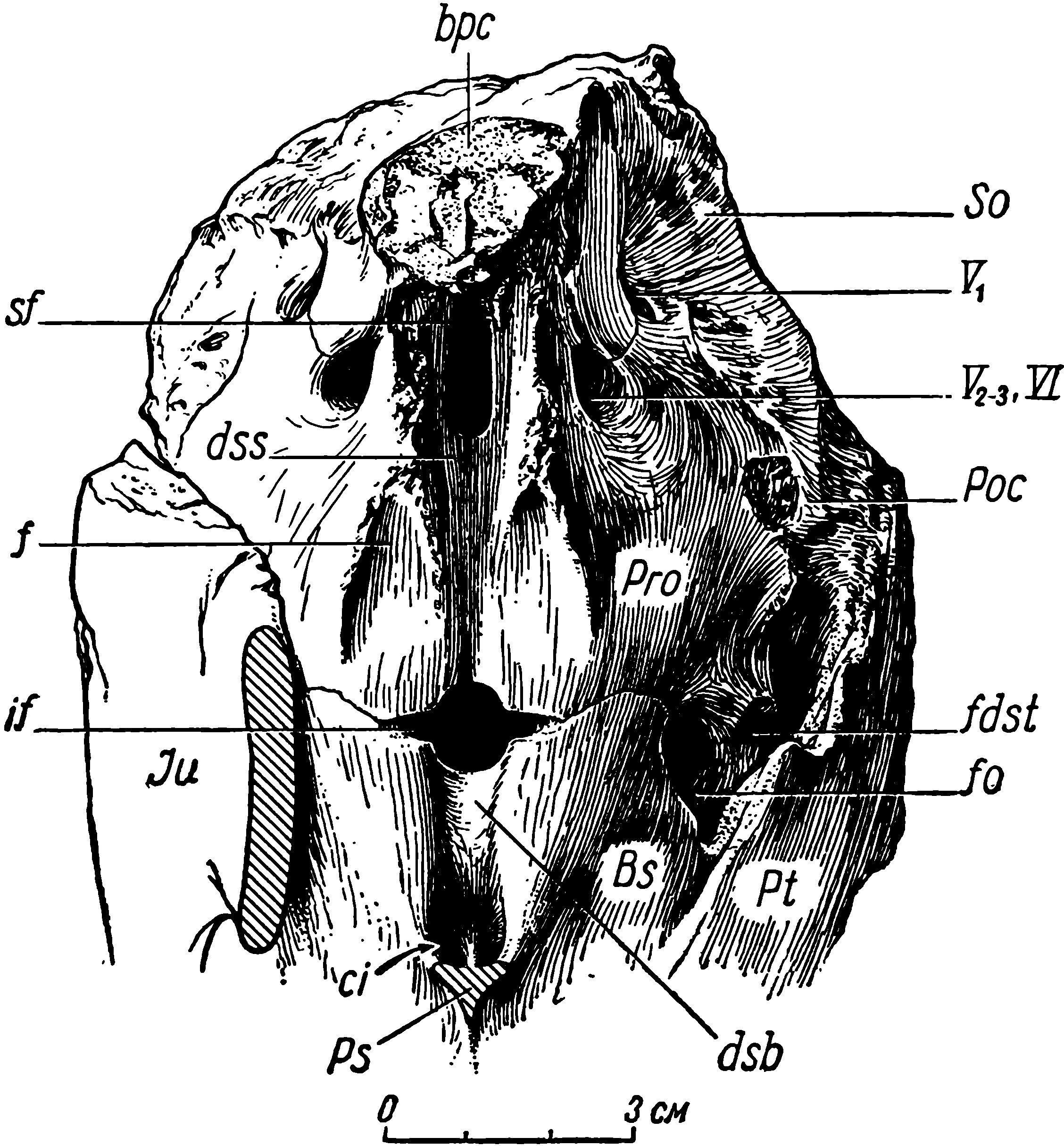 Рис. 11. Deuterosaurus biarmicus Eichw. Мозговая коробка черепа ЛГМ/ЧМП № 1 спереди и сверху. Посторбитальная перегородка и парасфеноид мысленно сняты. Обозначения см. рис. 3, 6, 9, 10; кроме того: ci — отверстия сонных артерий (f. carotis internae); dsb — dorsum sellae basisphenoidei; dss — dorsum sellae prooticum; if — infundibulum; bpc — основание канала пинеального органа; f — ямки для прикрепления задних сторон epipterygoideum; sf — мозговое отверстие