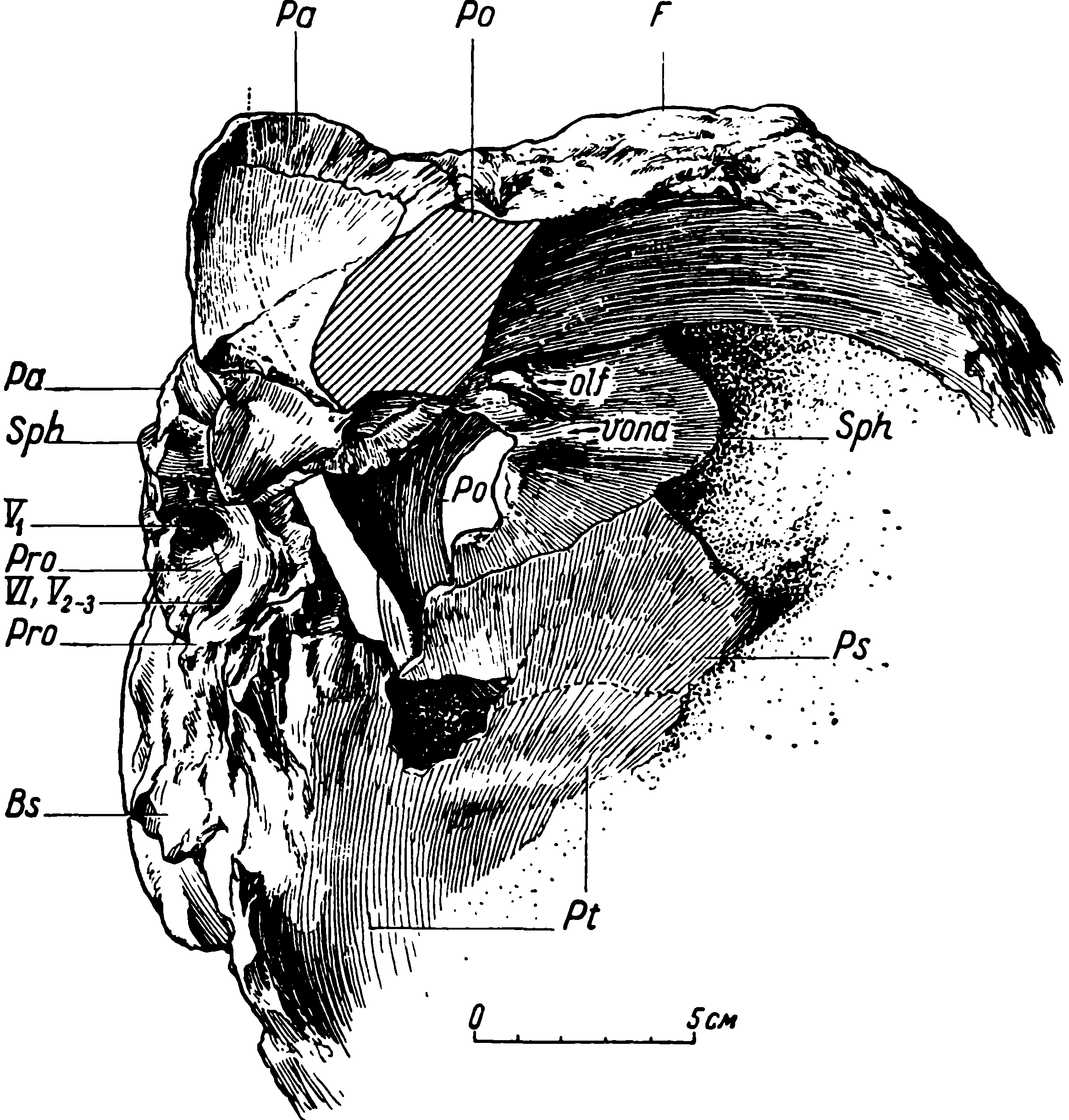 Рис. 12. Deuterosaurus biarmicus Eichw. Мозговая коробка черепа ЛГМ/ЧМП № 2 как сохранилась, сбоку (справа) и отчасти сверху. Посторбитальная перегородка правой стороны мысленно убрана (разрез заштрихован). Точками показаны заполненные породой участки. Штрих пунктир — передняя сторона пинеального капала. Обозначения см. рис. 3, 6, 9, 10