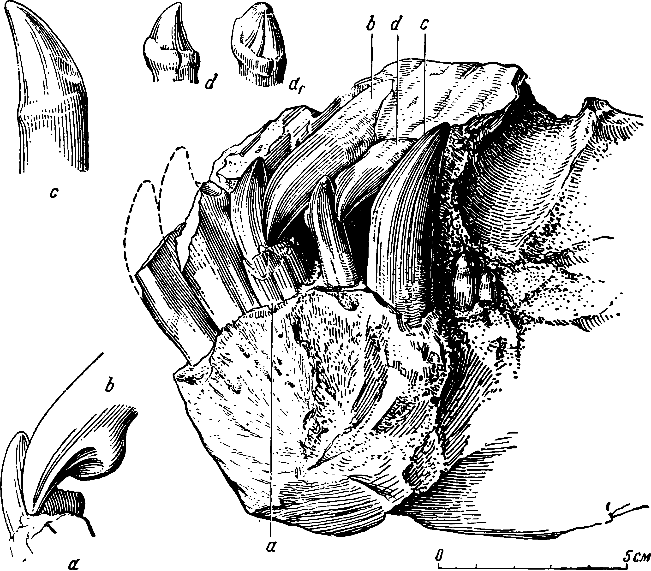 Рис. 17. Deuterosaurus biarmicus Eichw. Передний фрагмент черепа ЛГМ/ЧМП № 1 с симфизной частью нижней челюсти, после новой препаровки. Вид слева. ab — соприкосновение третьих зубов нижней и верхней челюсти; c и d, d1 — внутренние стороны четвертого нижнечелюстного клыка и верхнечелюстного зуба