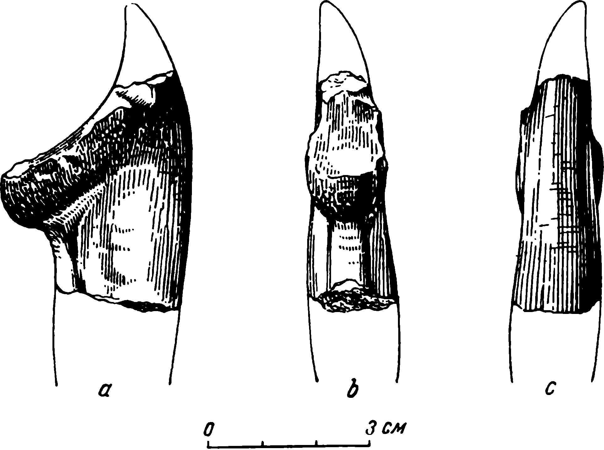 Рис. 19. Deuterosaurus gigas sp. nov. Первый левый верхнечелюстной зуб КГУ/ЧМП № 4. a — сбоку; b — сзади; c — спереди