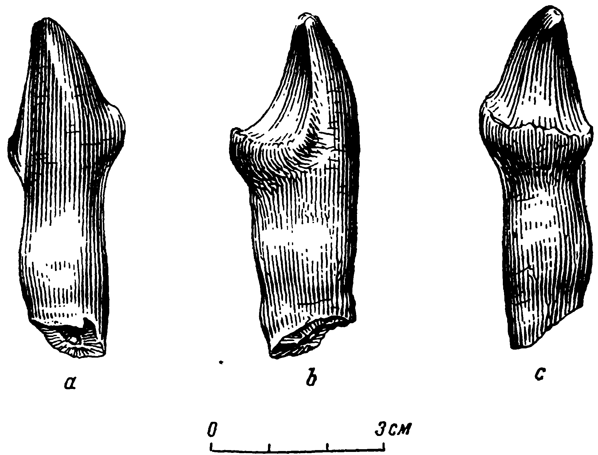 Рис. 21. Deuterosaurus gigas sp. nov. Третий верхнечелюстной зуб КГУ/ЧМП № 3. a — спереди; b — сбоку; c — сзади