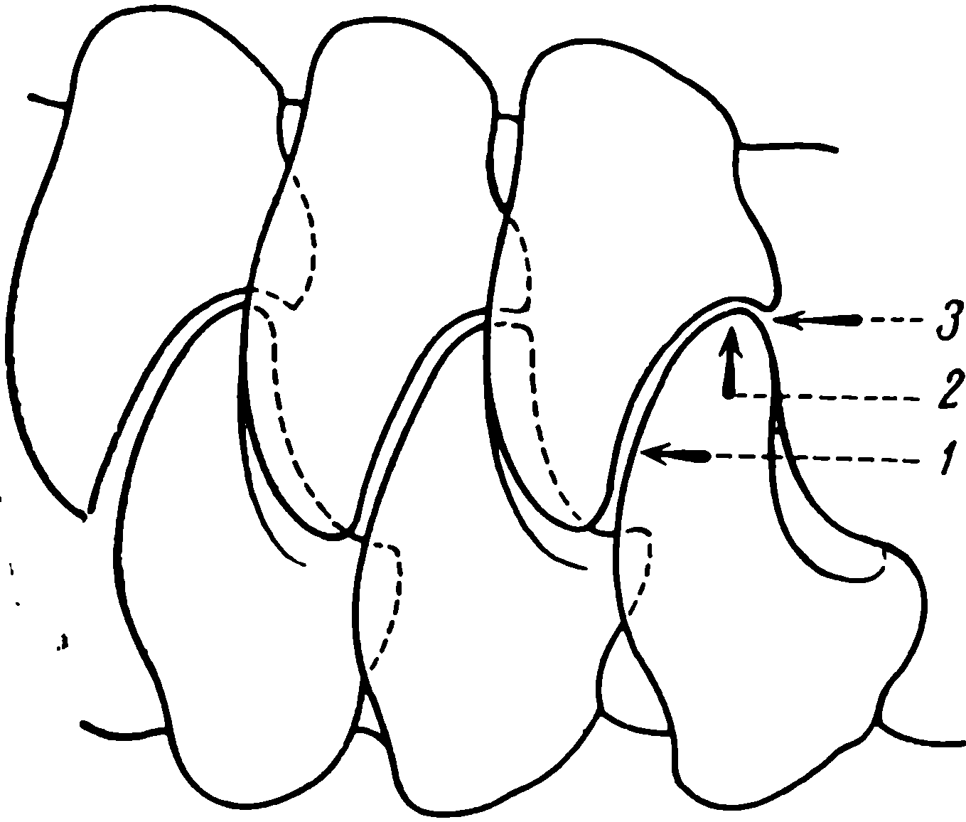 Рис. 23. Схема работы передних зубов Ulemosaurus. 1 — растирание; 2 — толчение; 3 — отрезание