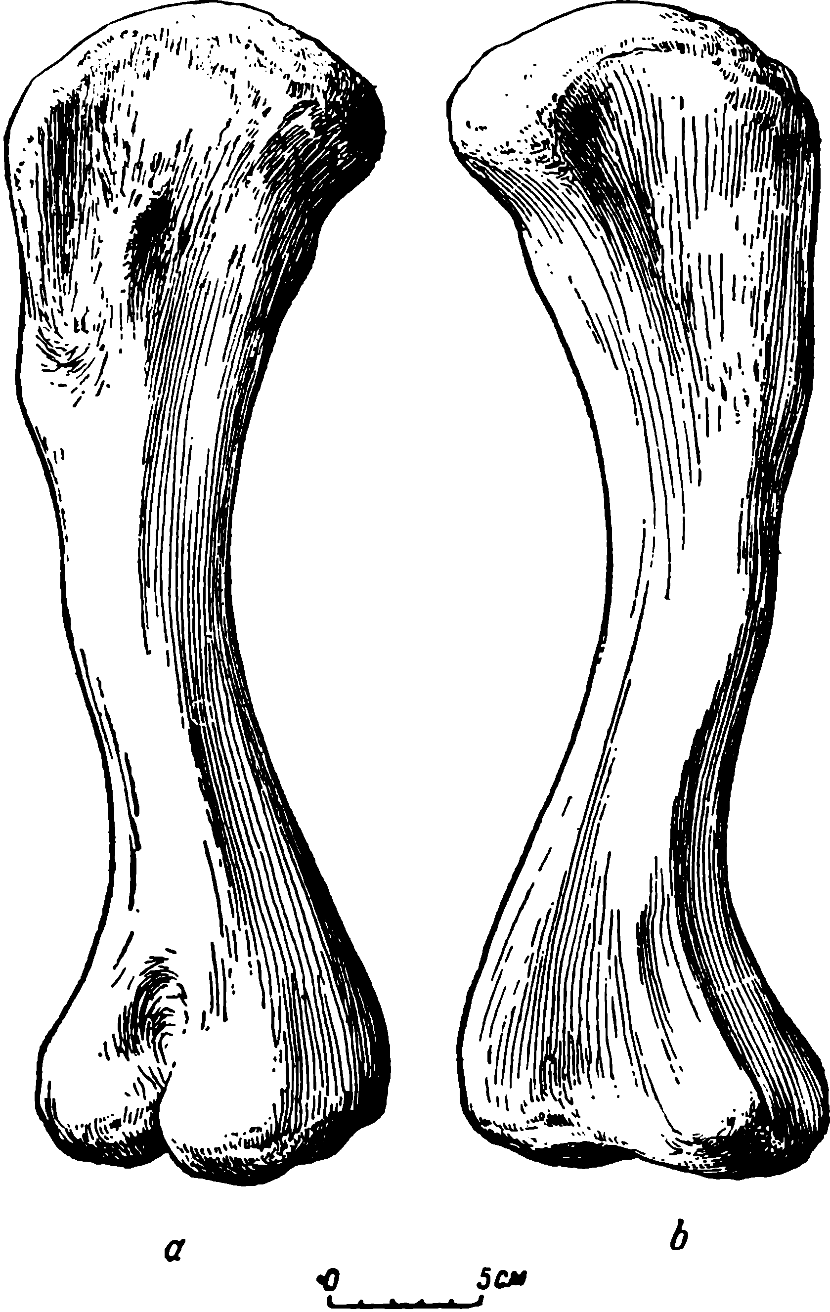 Рис. 27. Deuterosaurus gigas sp. nov. Левая бедренная кость (femur), ЛГМ/ЧМП № 59. a — задневентральная сторона; b — переднедорсальная сторона