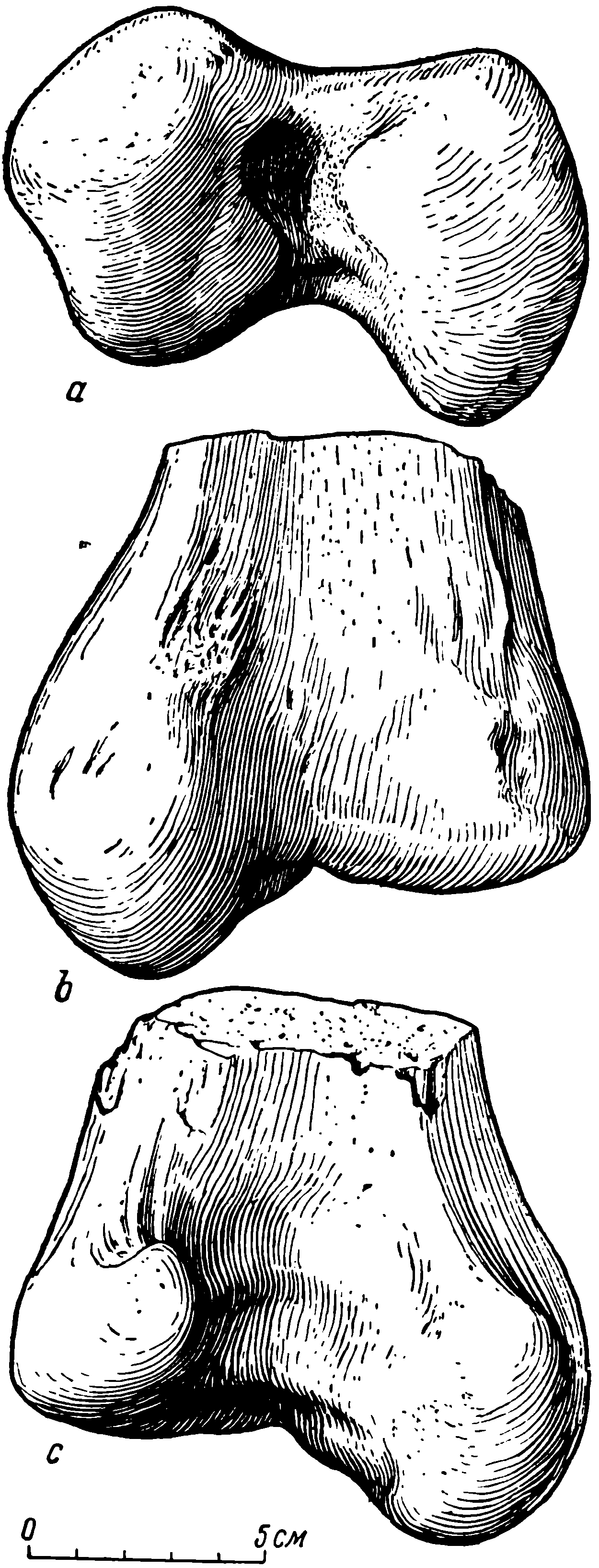 Рис. 29. Deuterosaurus gigas sp. nov. Правая бедренная кость (femur), дистальная часть, ЛГУ/ЧМП № 1/1326. a — снизу; b — переднедорсальная поверхность; c — задневентральная поверхность