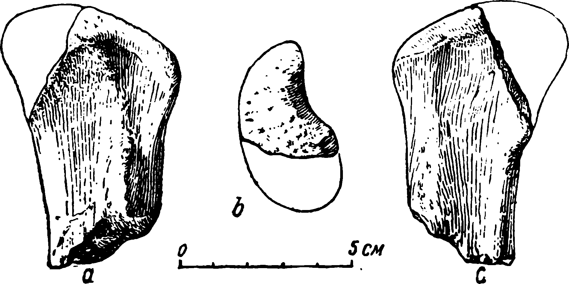 Рис. 31. Deuterosaurus biarmicus Eichw. Правая бедренная кость (femur), проксимальная часть, ЛГМ/ЧМП № 72, принадлежавшая молодой особи. a — задне-нижняя поверхность; b — вид сверху на головку бедра; c — передне-верхняя сторона