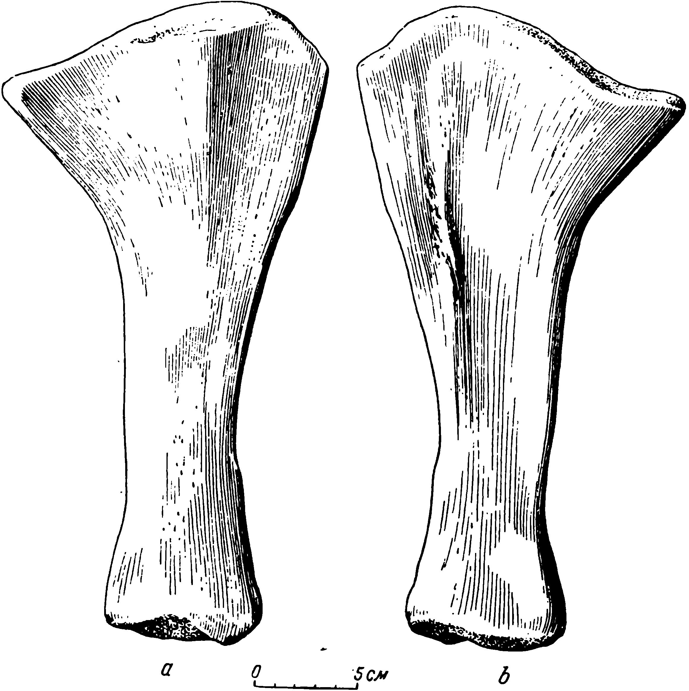 Рис. 32. Deuterosaurus gigas sp. nov. Левая большая берцовая кость (tibia), ЛГМ/ЧМП № 86. a — передне-верхняя сторона; b — задне-нижняя сторона