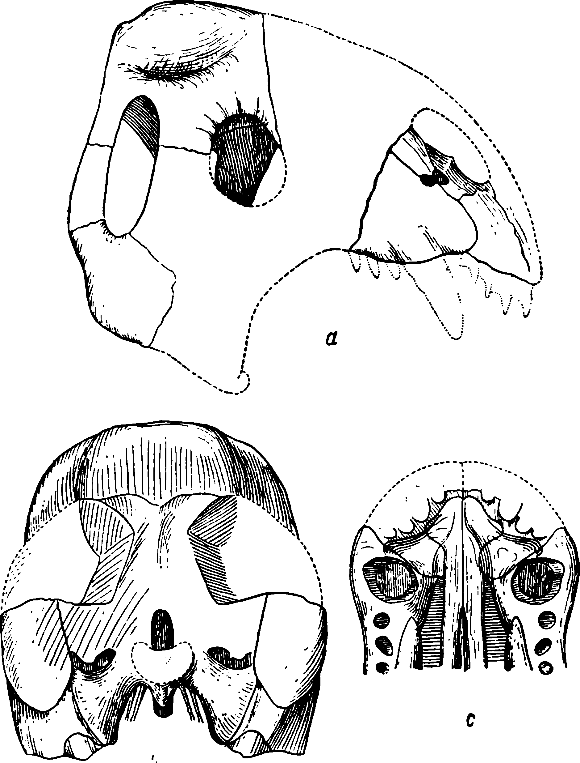 Рис. 33. Lamiasaurus newtoni Watson. Тип рода. a — череп сбоку, с правой стороны; b — затылочная поверхность; c — передняя часть черепа, нёбная поверхность
