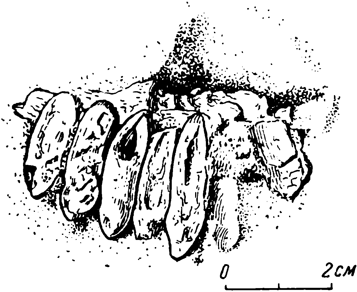 Рис. 35. Brithopus priscus Kut. Серия щечных зубов ЛГМ/ЧМП № 96, с наружной стороны