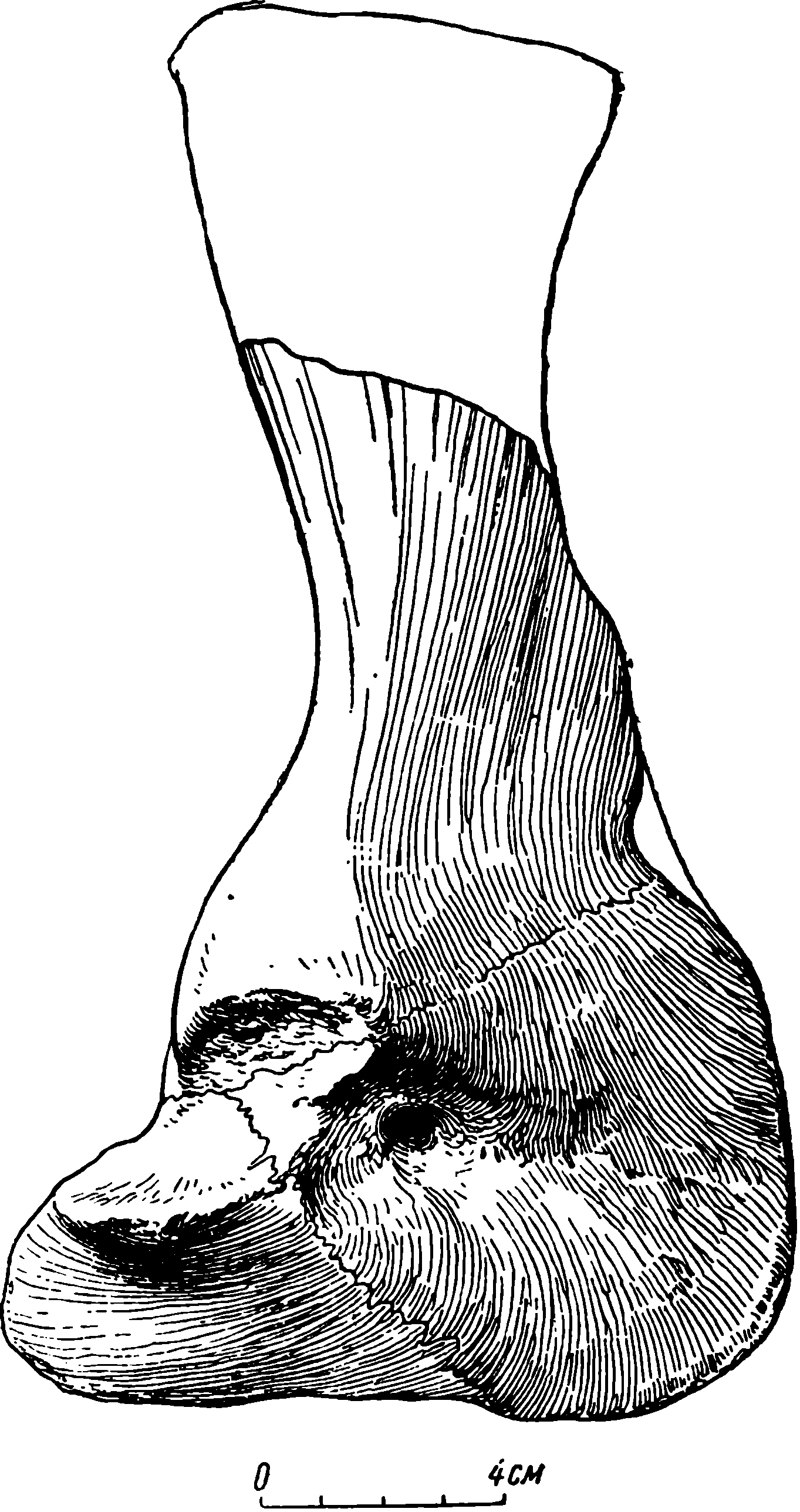 Рис. 36. Brithopus priscus Kut. Реконструкция правого скапулокоракоида, вид снаружи; обоснована на ряде фрагментов, главным образом ПИН № 294/7 и ЛГМ/ЧМП № 17