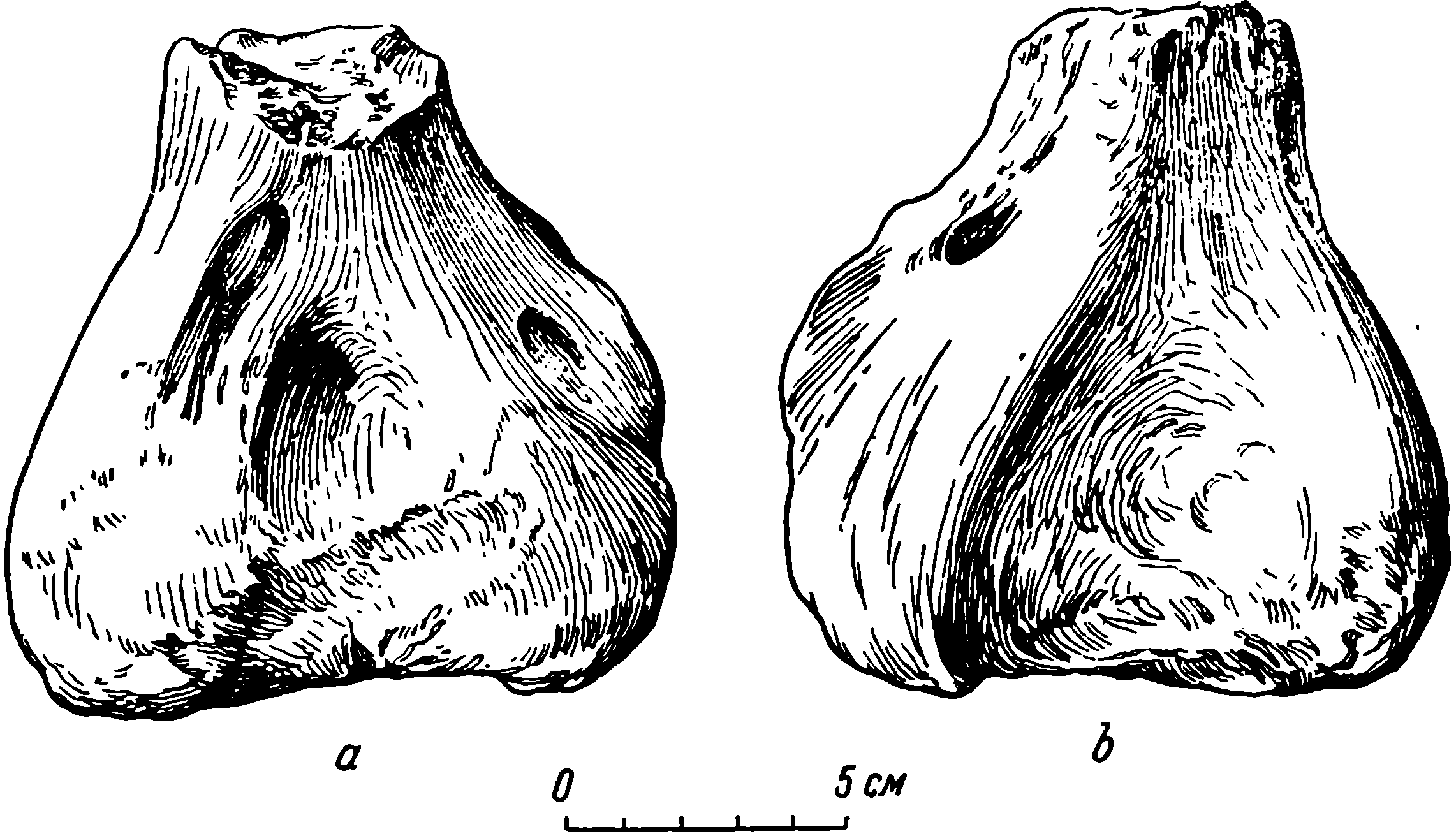 Рис. 37. Brithopus priscus Kut. Левая плечевая кость (humerus), дистальный конец. Тип рода, МОИП/ЧМП № 4. a — передне-нижняя сторона; b — задне-верхняя сторона