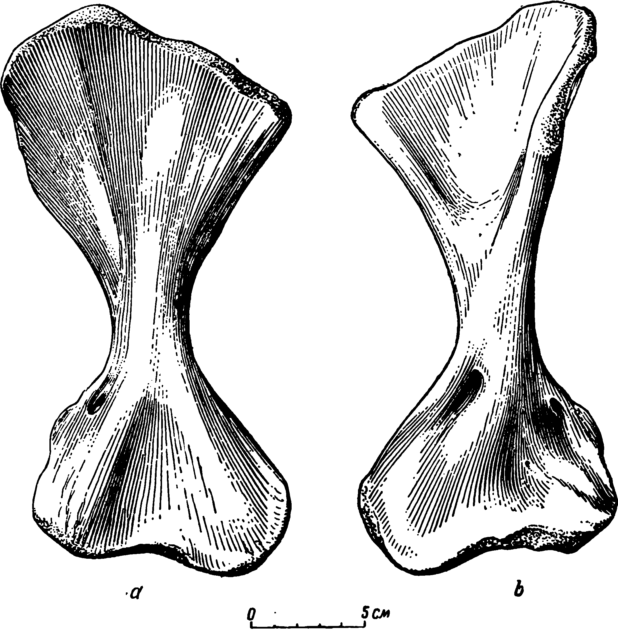 Рис. 38. Titanophoneus potens Efr. Левая плечевая кость скелета ПИН № 157/1. a — задне-верхняя сторона; b — передне-нижняя сторона