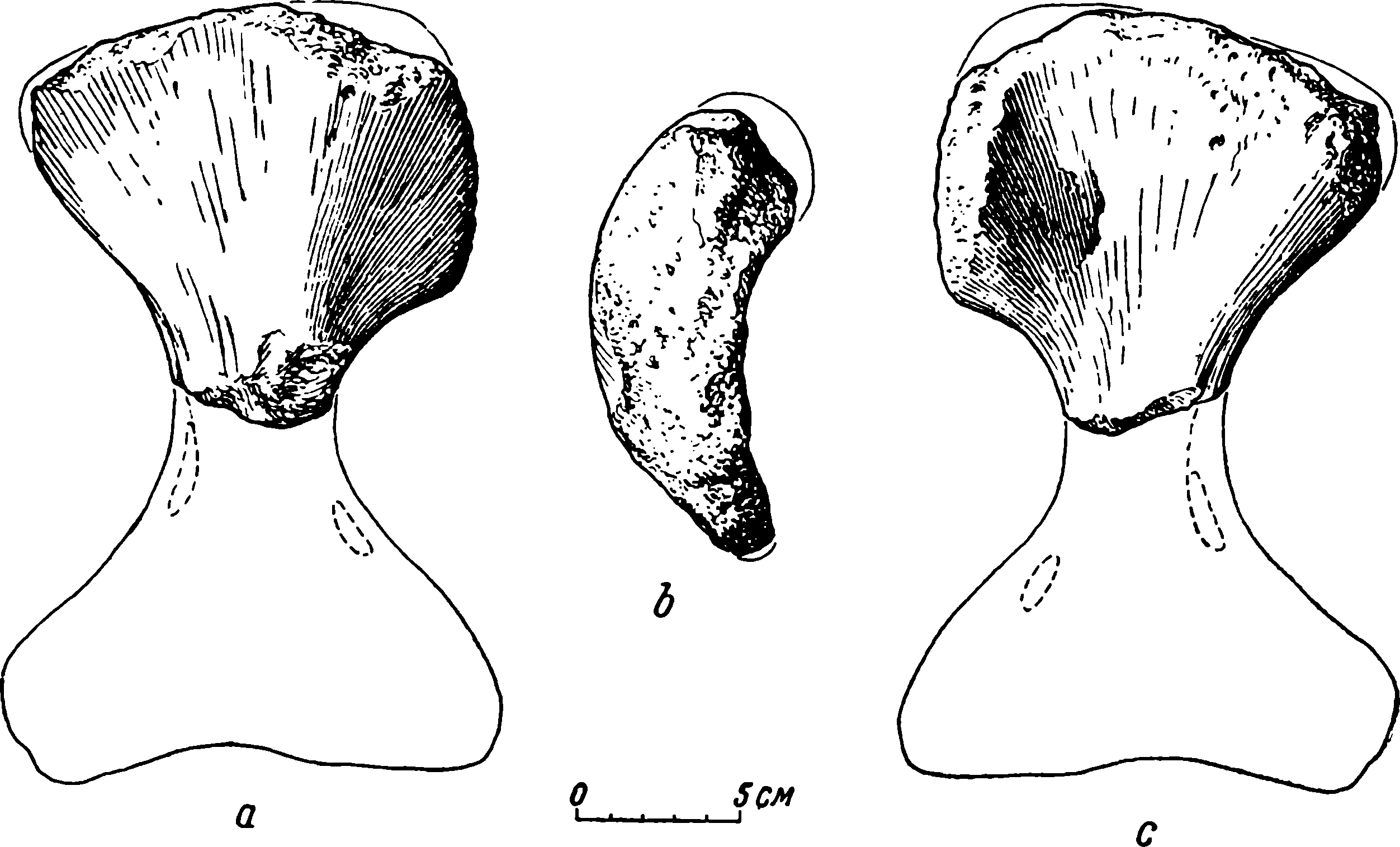 Рис. 39. Brithopus ponderus sp. nov. Правая плечевая кость (humerus) ЛГМ/ЧМП № 41. a — задне-верхняя сторона; b — вид сверху, с головки плеча; c — передне-нижняя сторона.