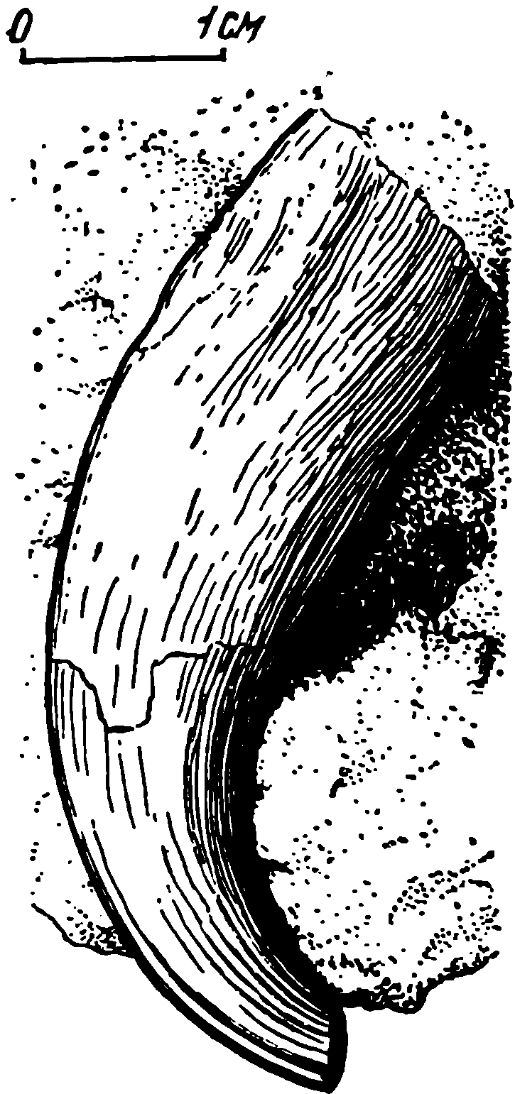Рис. 42. Syodon biarmicum Kut. Левый верхнечелюстной клык ЛГУ/ЧМП № 140/1, снаружи. Тип рода