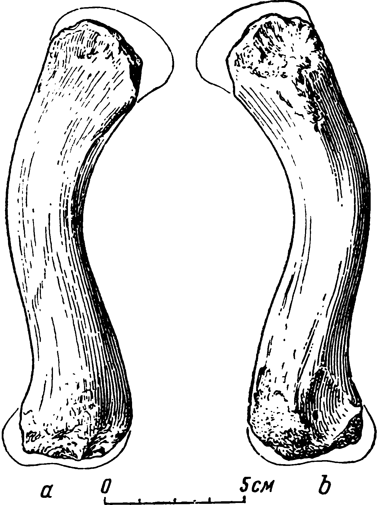 Рис. 43. Syodon biarmicum Kut. Правое бедро (femur), ПИН № 273/4. a — дорсальная сторона; b — вентральная сторона