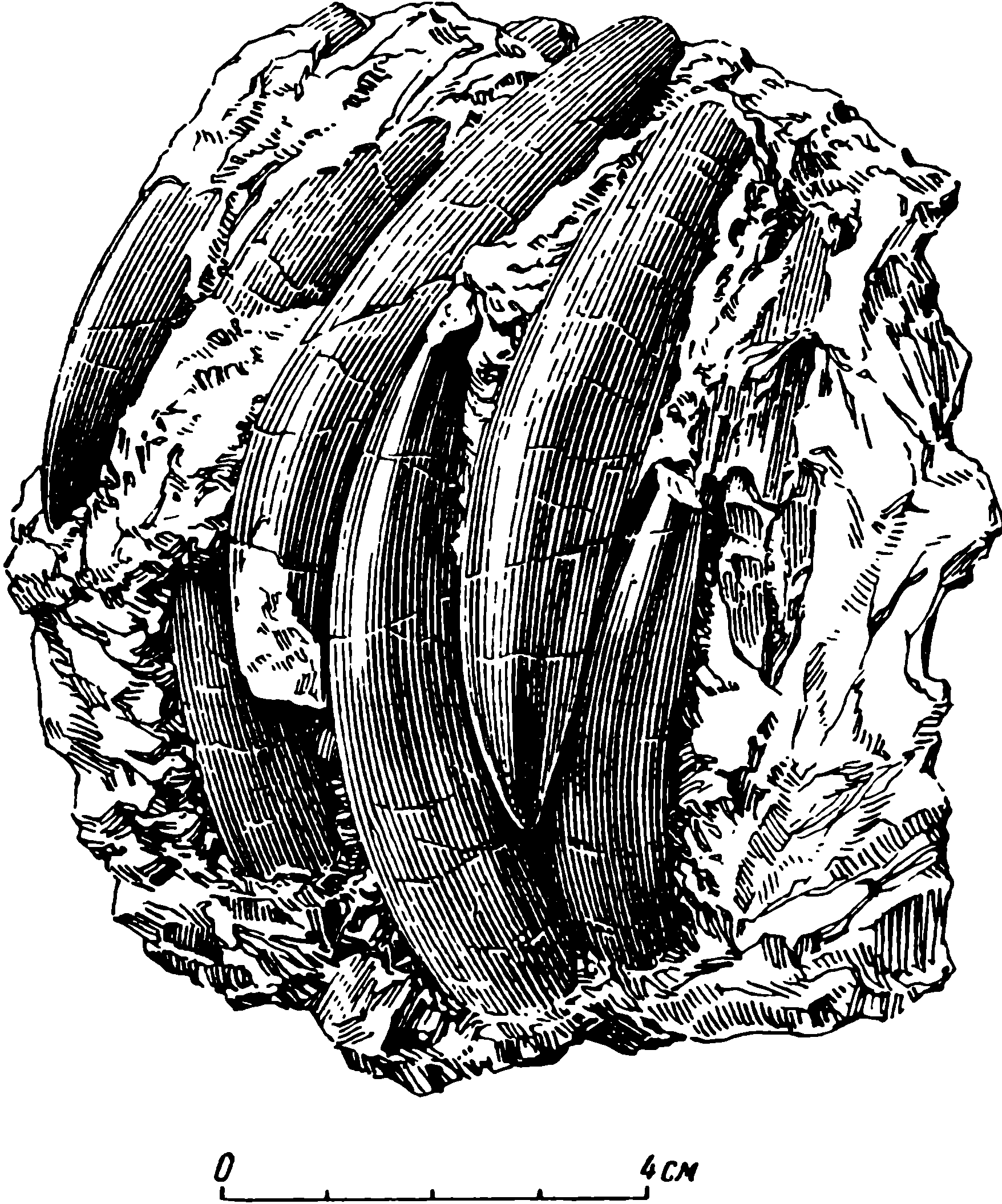 Рис. 44. Admetophoneus kargalensis gen. et sp. nov. Передние зубы ЛГМ/ЧМП № 6, как сохранились, на породе