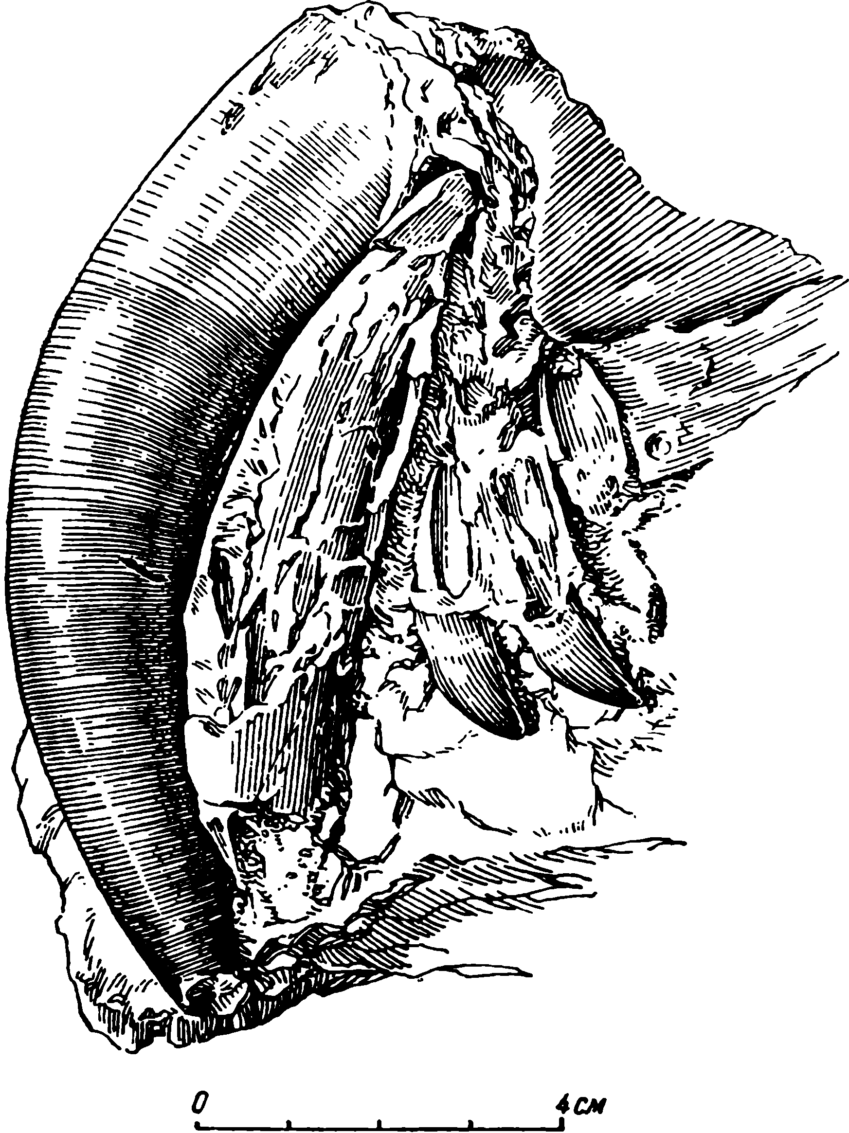 Рис. 45. Admetophoneus kargalensis gen. et sp. nov. Часть черепа ЛГМ/ЧМП № 5 на породе, как сохранился, с наружной левой стороны.