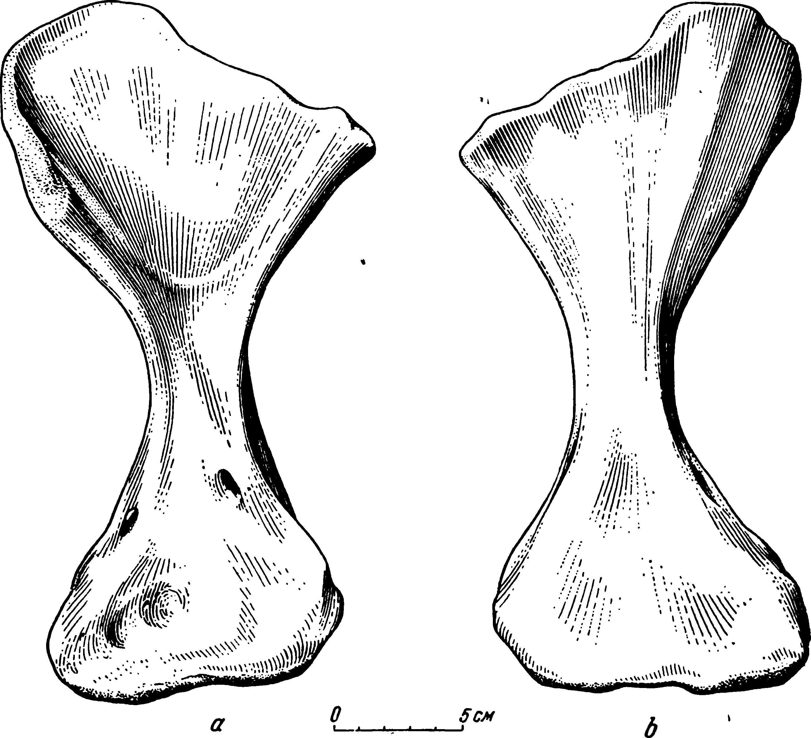 Рис. 46. Admetophoneus kargalensis gen. et sp. nov. Правая плечевая кость (humerus), реконструкция по ПИН № 273/1. a — передне-нижняя сторона; b — задне-верхняя сторона