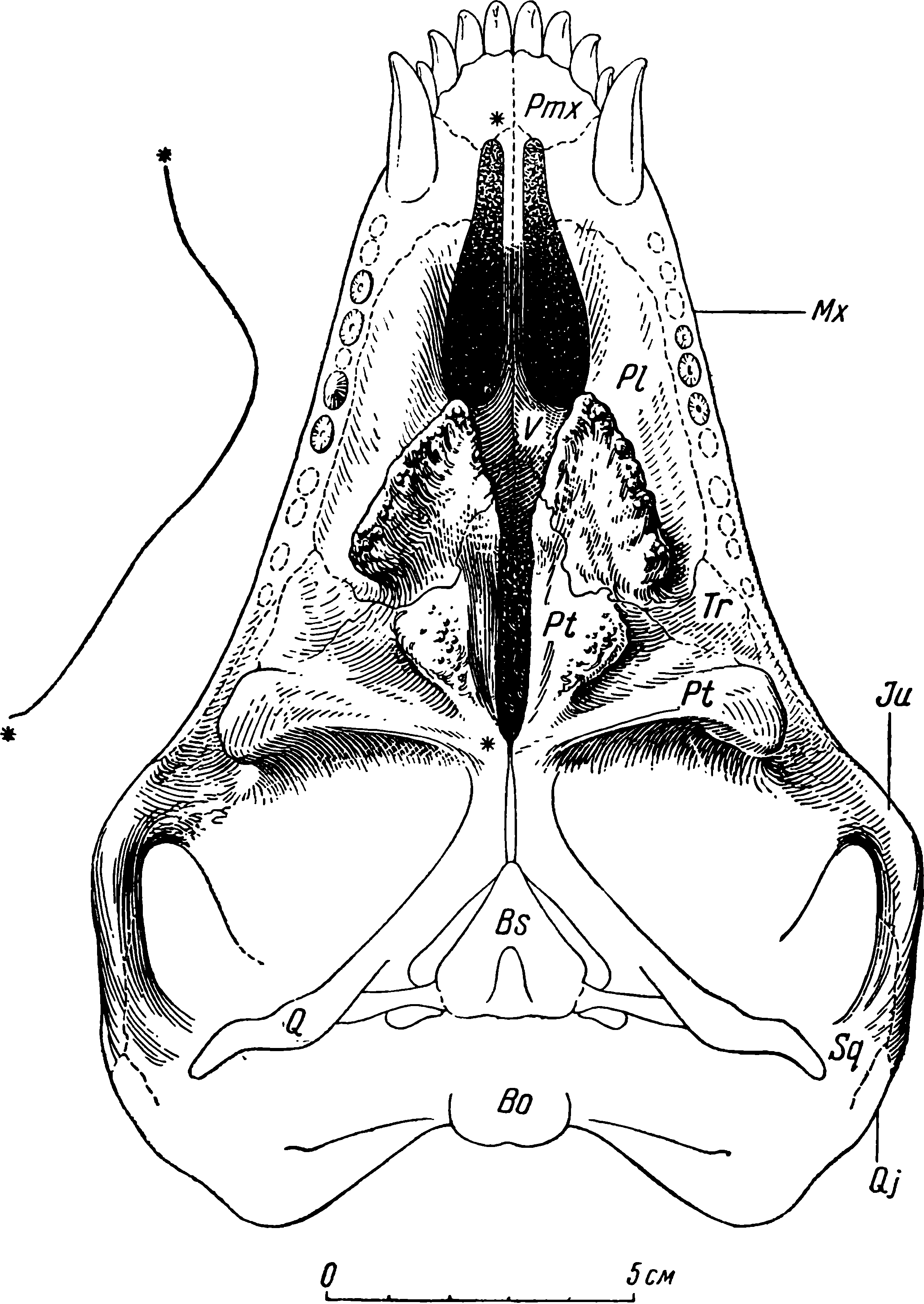 Рис. 52. Phthinosuchus discors gen. et sp. nov. Череп ЛГМ/ЧМП № 3, нёбная поверхность. Слева изображен профиль нёбной поверхности по сагиттальному шву от и до отмеченных звездочками точек. Обозначения см. рис. 3, 5, 6, 7
