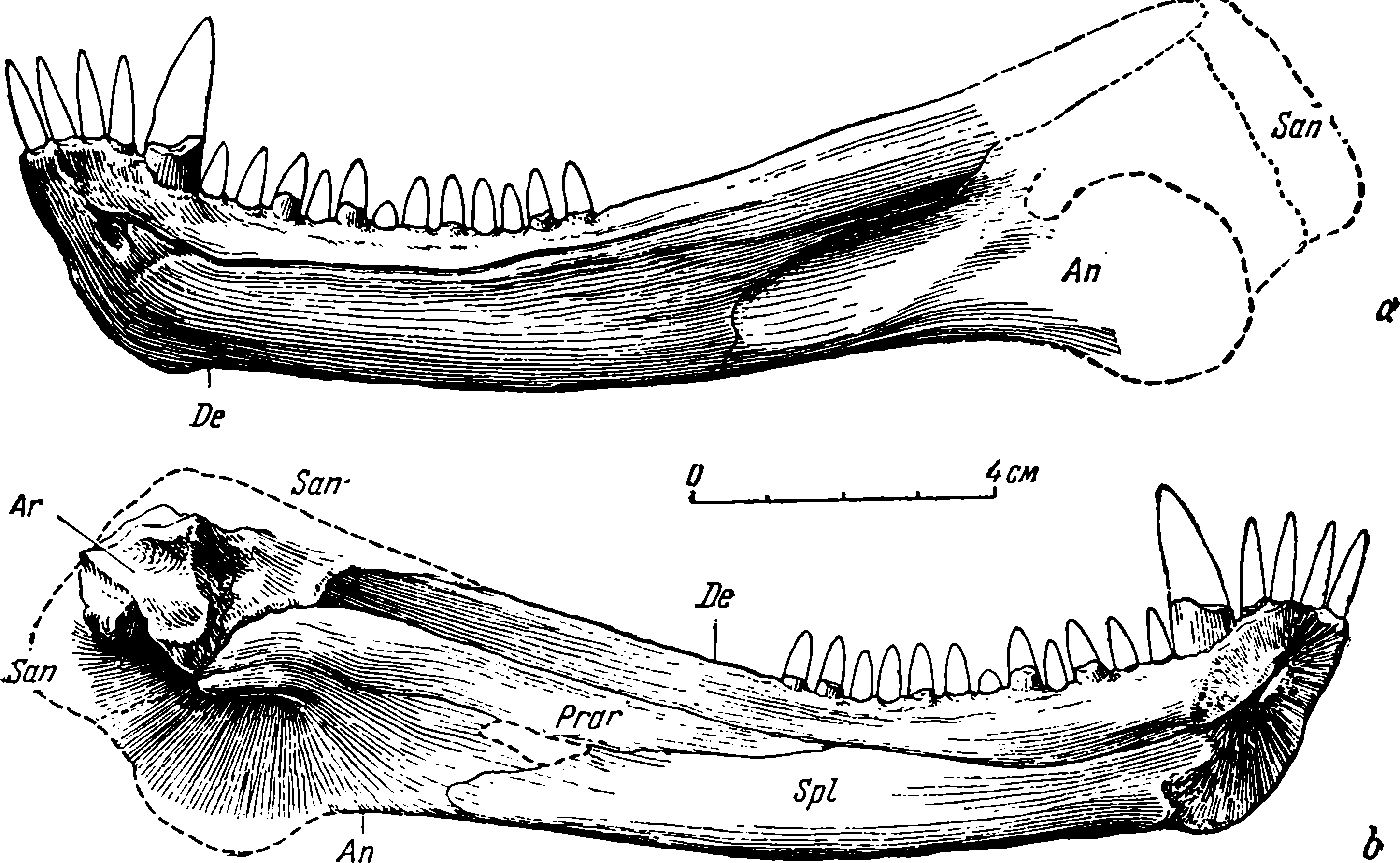 Рис. 55. Phthinosaurus borissiaki Efr. Левая нижняя челюсть ПИН № 164/7, тип рода. a — снаружи; b — изнутри. Обозначения см. рис. 10, 16; кроме того: Spl — spleniale; Prar— praearticulare