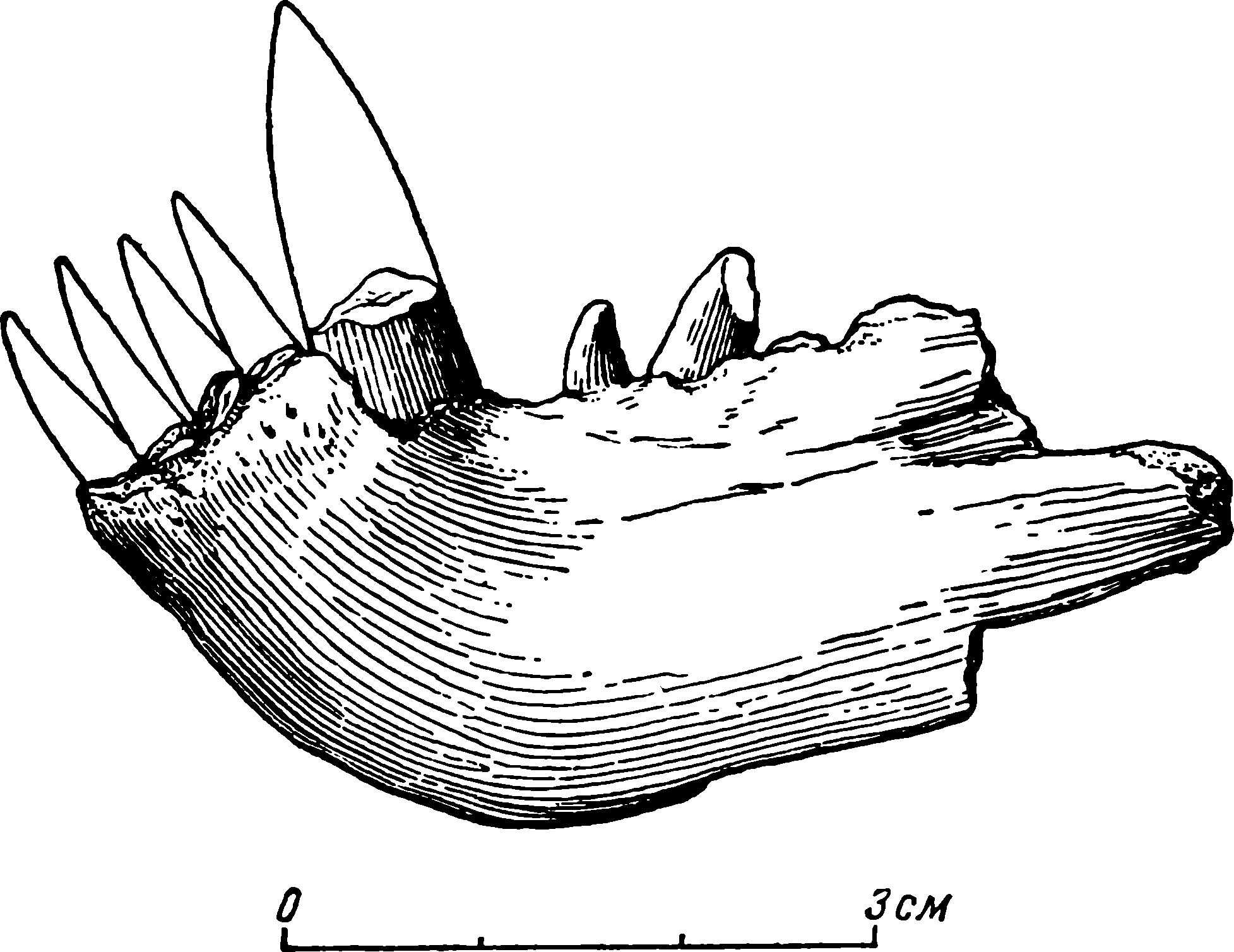 Рис. 56. Phthinosaurus borissiaki Efr. Передний конец левой нижней челюсти ПИН № 297/1
