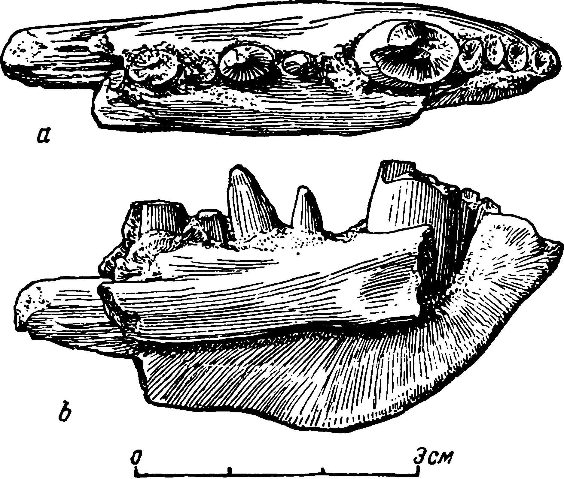 Рис. 57. Phithinosaurus borissiaki Efr. Передний конец левой нижней челюсти ПИН № 297/1. a — сверху; b — с внутренней стороны