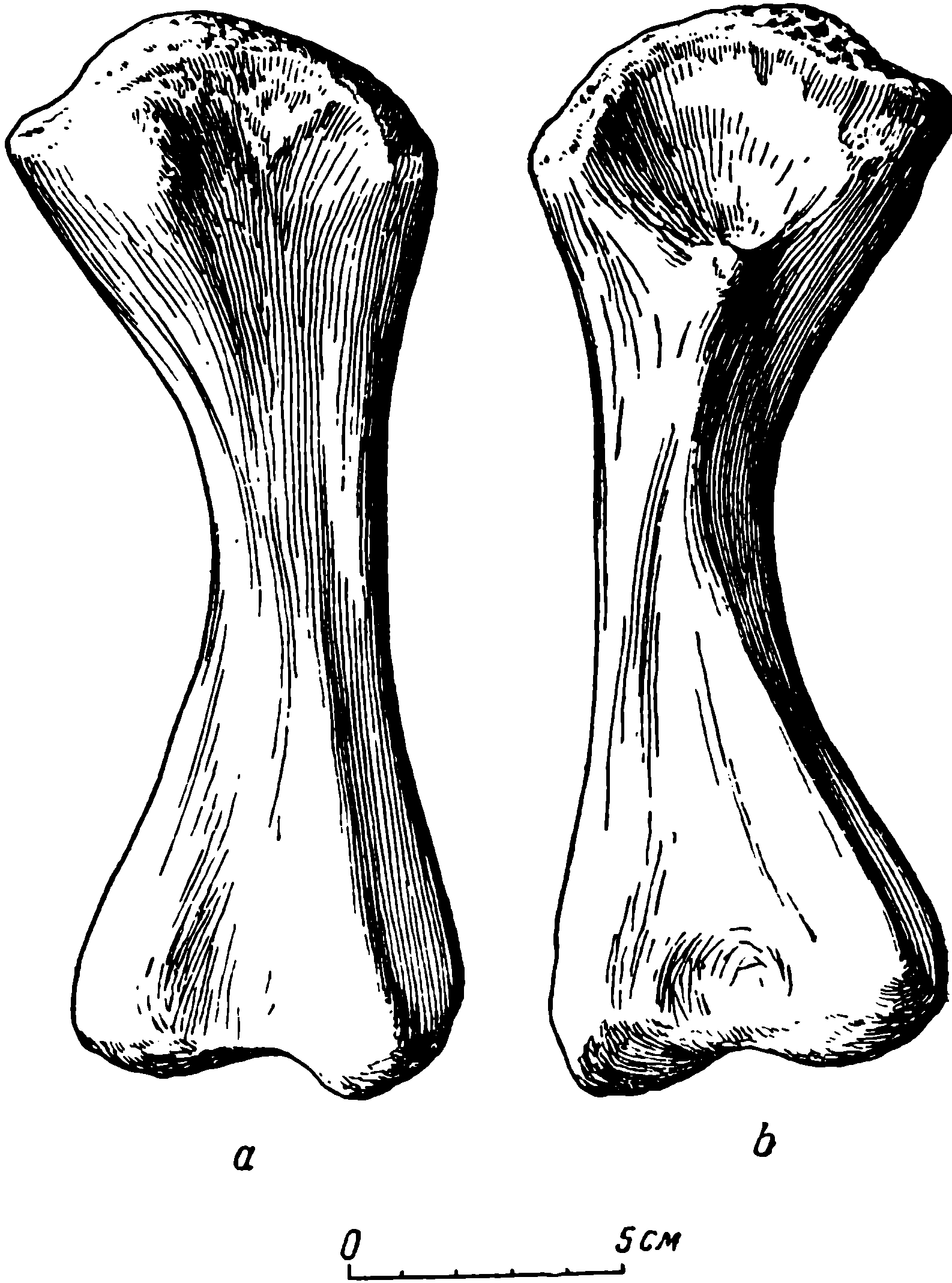 Рис. 60. Phreatosuchus qualeni gen. et sp. nov. Левая бедренная кость ЛГМ/ЧМП № 76. Частично реконструировано. a — переднедорсальная поверхность; b — задневентральная поверхность