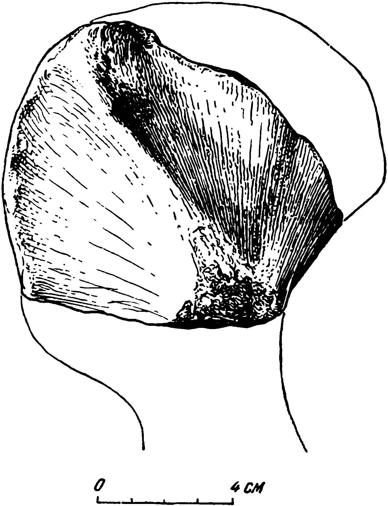 Рис. 64. Phreatosaurus bazhovi gen. et sp. nov. Левая плечевая кость, обломок проксимальной части, ПИН № 294/15. Дорсальная сторона