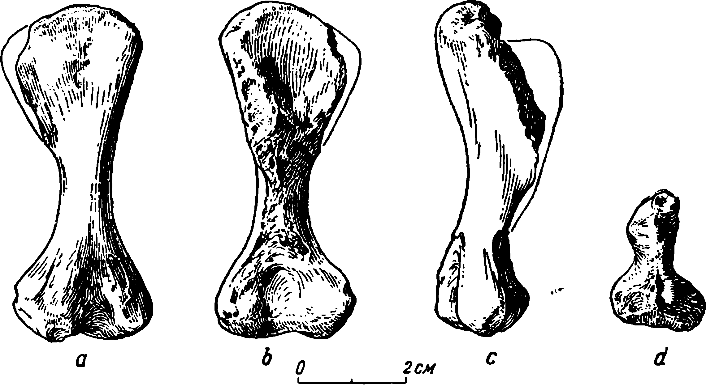 Рис. 68. Phreatophasma aenigmatum gen. et sp. nov. Правая бедренная кость (femur), ПИН № 294/24. a — дорсальная поверхность; b — вентральная поверхность; c — вид сбоку, с правой стороны (передней); d — дистальная суставная поверхность (вид снизу)