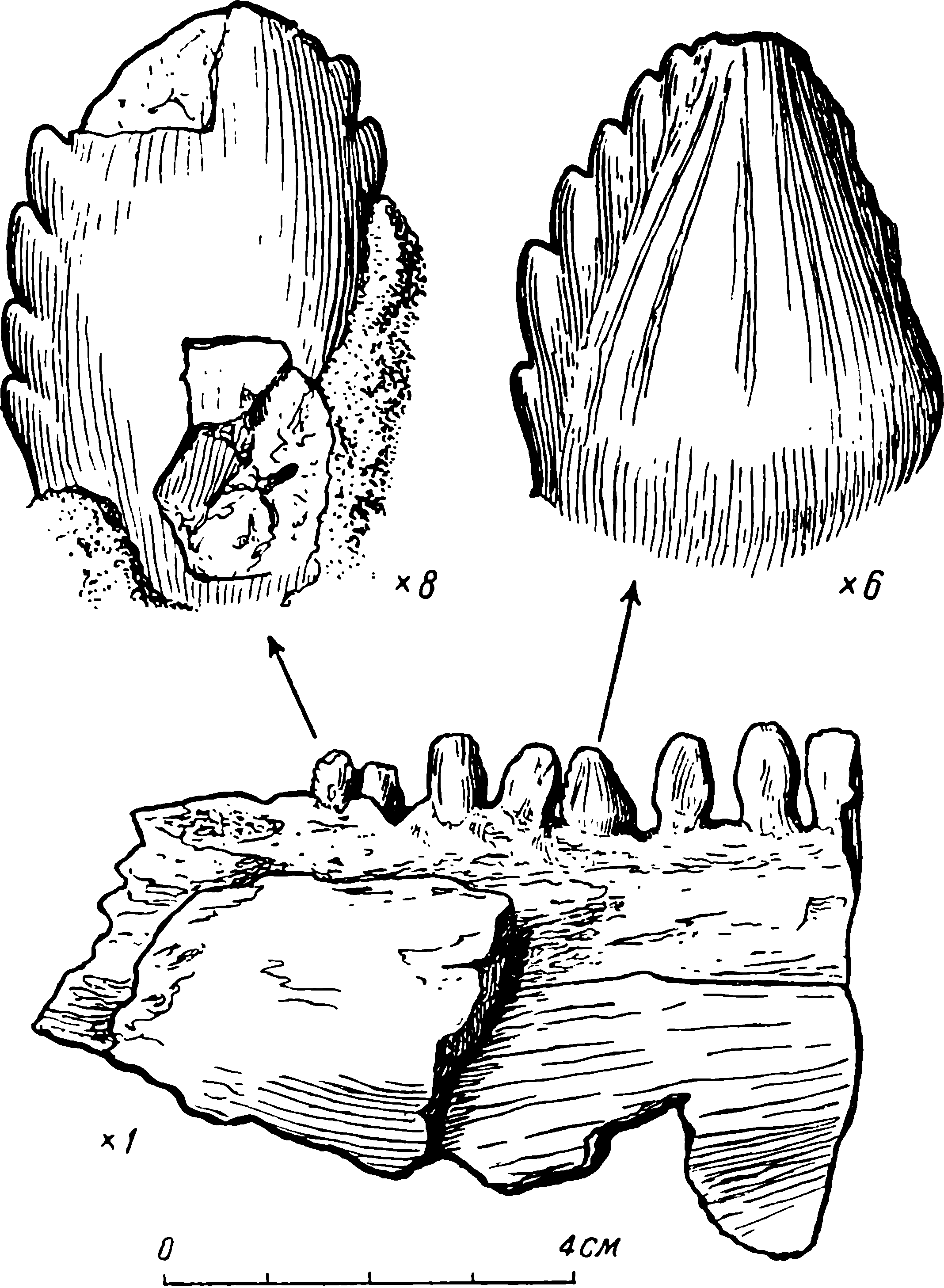 Рис. 69. Parabradysaurus udmurticus gen. et sp. nov. Фрагмент нижней челюсти, ЦНИГР Музей № 2/ 1727. В верхней части рисунка показаны в увеличенном виде зубы, отмеченные стрелками на фрагменте челюсти. Увеличения зубов относительно изображения челюсти обозначены цифрами под каждым из зубов