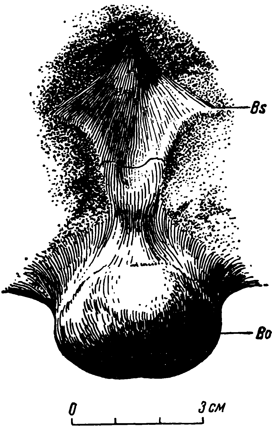 Рис. 8. Deuterosaurus biarmicus Eichw. Основание черепа снизу. По черепу ЛГМ/ЧМП № 1. Обозначения см. рис. 6