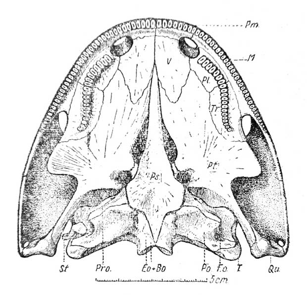 Рис. 10. Kotlassia prima Amal. Реконструкция вентральной поверхности черепа. [По Быстрову (Bystrow), 1944). Обозначения как прежде, за исключением: Fo — fenestra ovalis; St — stapes; V — praevomer.