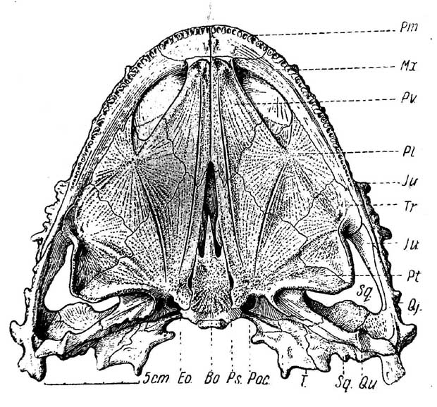 Рис. 2. Lanthanosuchus watsoni, gen. et sp. nov. Череп № 271/1, снизу. Обозначения как на рис. 1 и еще: Bo — basioccipitale; Eo — exoccipitale; Qu — quadratum; Pt — palatinum; Poc — paroccipitale; Ps — parasphenoideum; Pv — praevomer; Tr — transversum; Sq — squamosum.