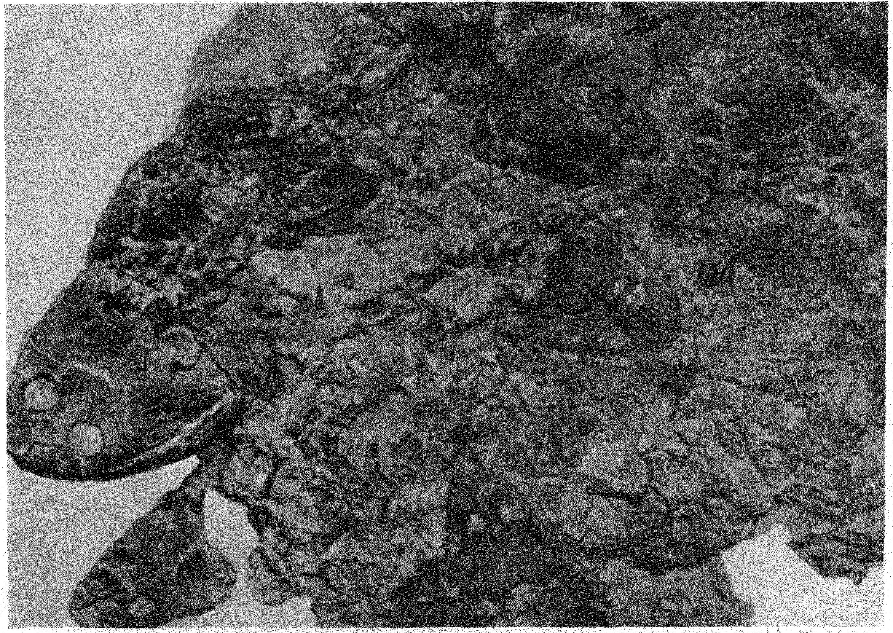 Фиг. 1. Массовое захоронение стегоцефалов Trimerorhachis на поверхности напластования между двумя пачками окремнелых мергелистых глин. Нижнепермские Красные Слои Техаса. Сильно уменьшено