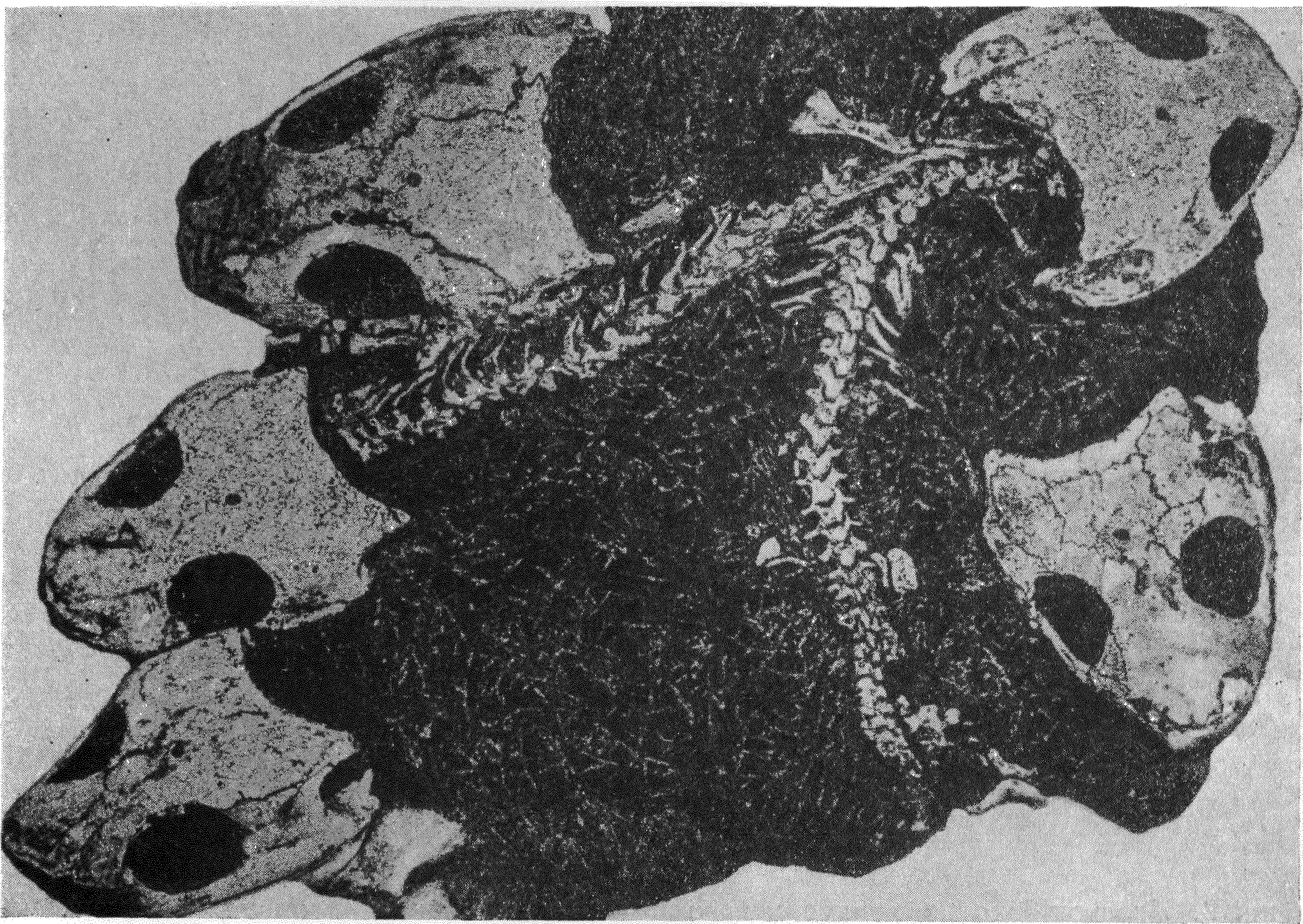 Фиг. 2. Скопление скелетов стегоцефалов Micropholis в маленькой линзе темного мергеля, залегающей в углублении на поверхности напластования нижележащей толщи. Триасовые отложения формации Карроо в Южной Африке. Уменьшено в 2 раза