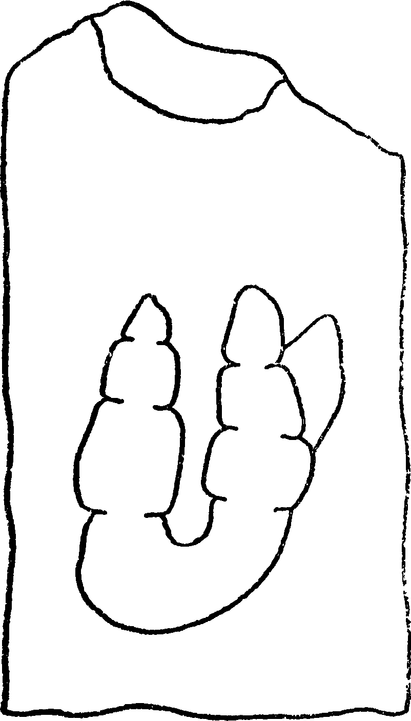 Рис. 4. Отпечаток следа девонского четвероногого тинопус (Thinopus antiquus). Девон Сев. Америки