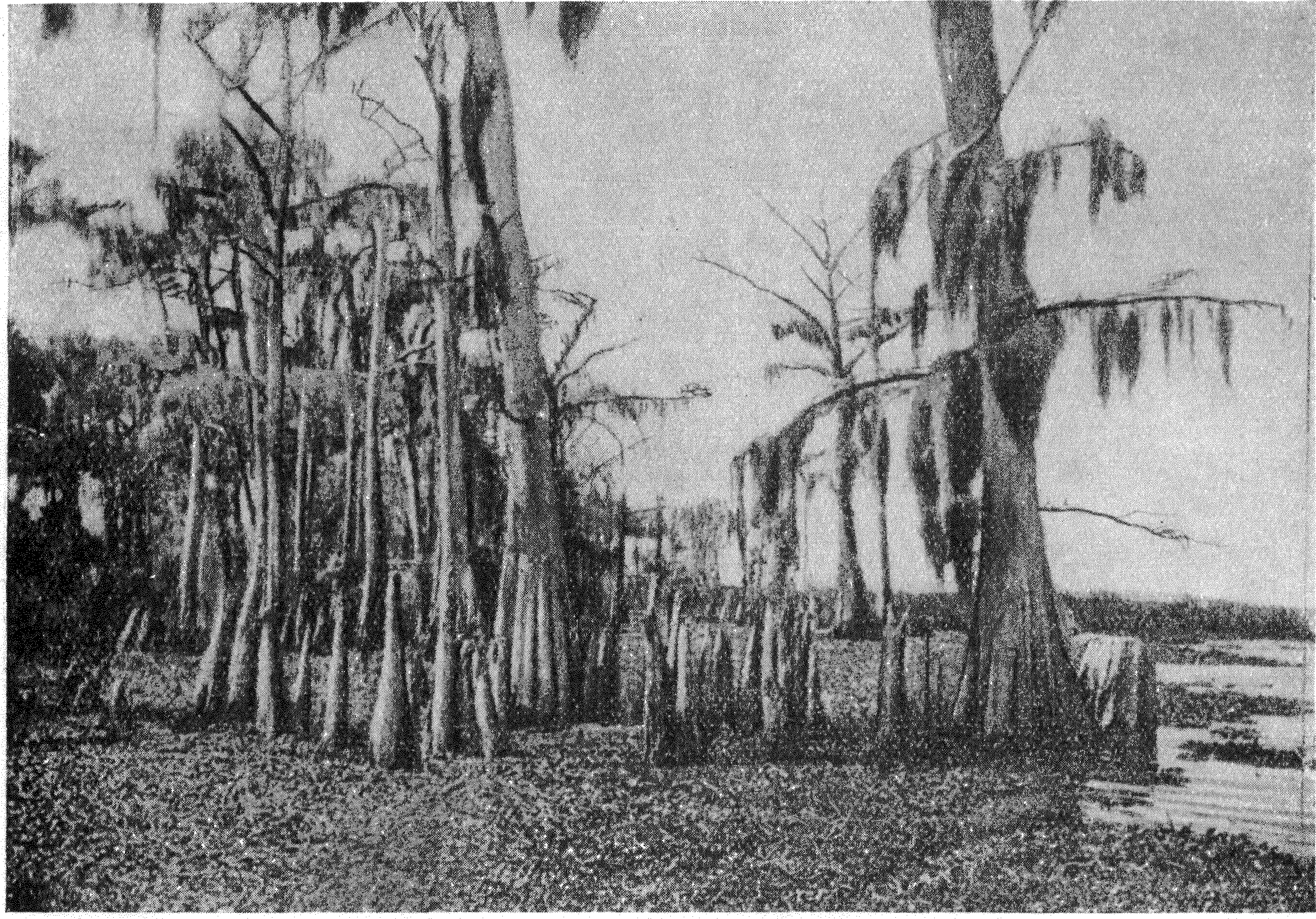 Фиг. 2. Участок болотного таксодиевого леса на озере Мунро, Флорида, в момент максимальной убыли воды. Деревья Taxodilum distichum окружены пневматофорами, показывающими постоянный уровень воды