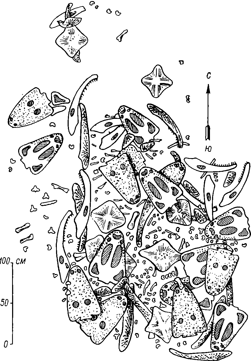 Скопление скелетов лабиринтодонтов в раскопке на реке Бердянке