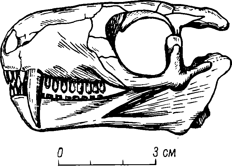 Череп териодонта нотогомфодон данилови, найденный в Оренбургской области
