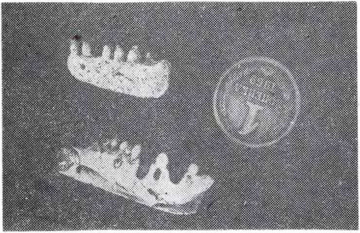 Сверху — нижняя челюсть тихвинскии из оврага Кызыл-сай в Оренбургской области, снизу — нижняя челюсть целодонтогната из балки Липовской на Донской Луке