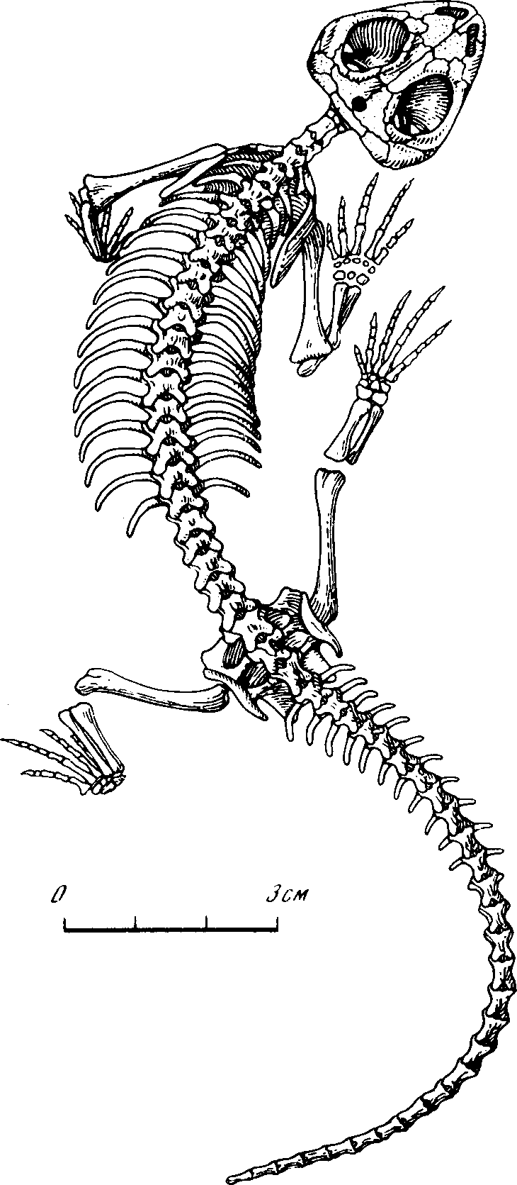 Рис. 53. Скелет никтифрурета (Nyctiphruretus acudens Efremov). Верхнепермские отложения р. Мезени (И.А. Ефремов, 1940)
