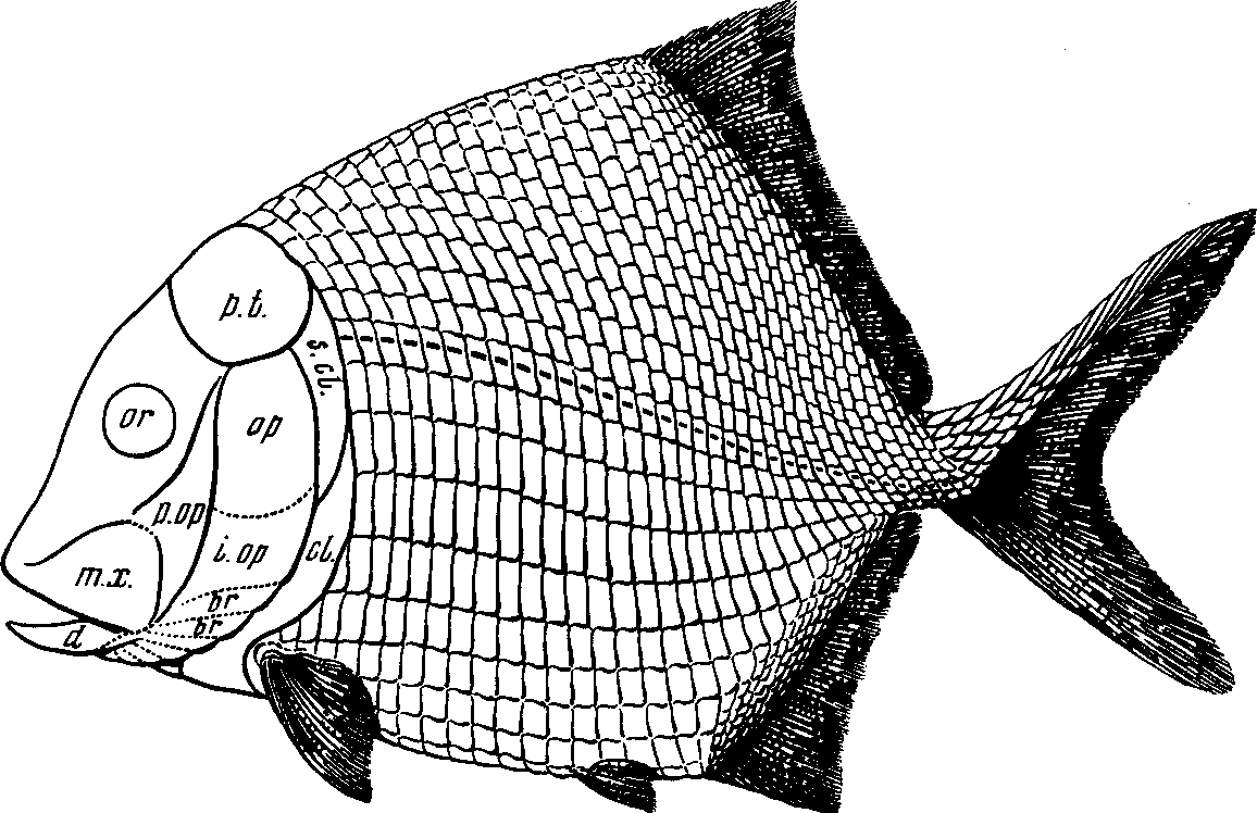 Рис. 69. Платисомус (Platysomus striatus Agassiz) (Traquair, 1879)