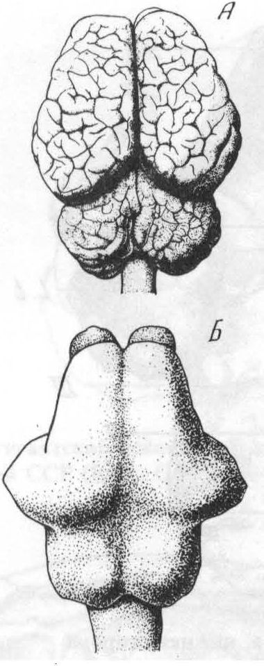Рис. 77. Головной мозг индийского слона (Elephas indicus Linnaeus) — А и его отлив — Б (T. Edinger, 1929)