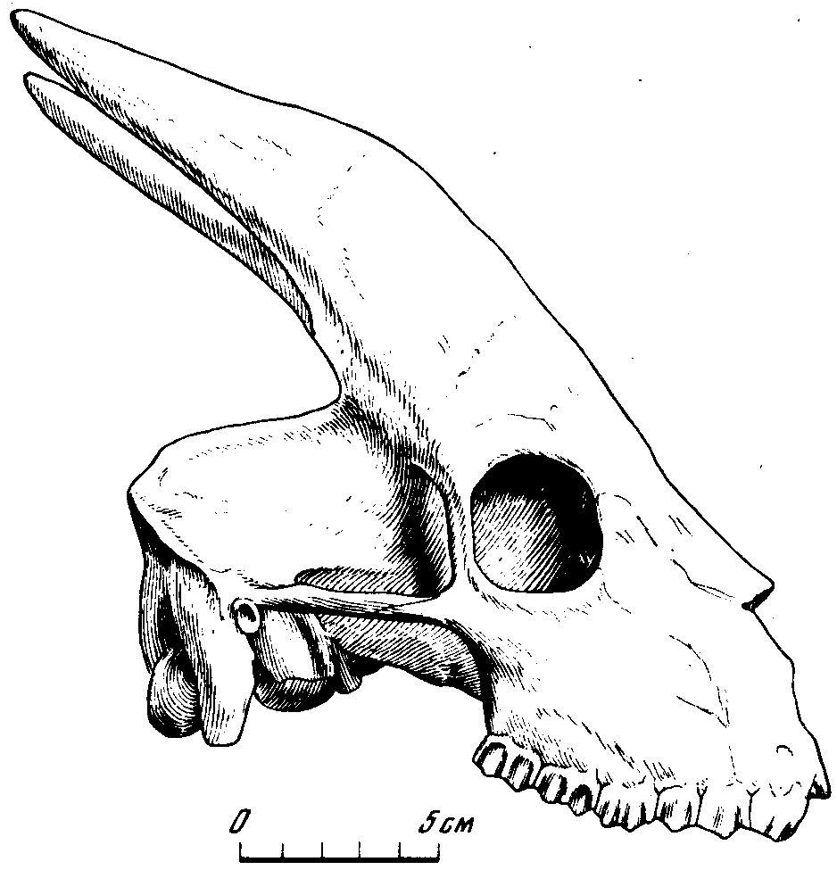 Рис. 8. Трагоцерус (Tragocerus amalteus Gaudry), антилопа фауны гиппариона из южноевропейских местонахождений. Неполный череп