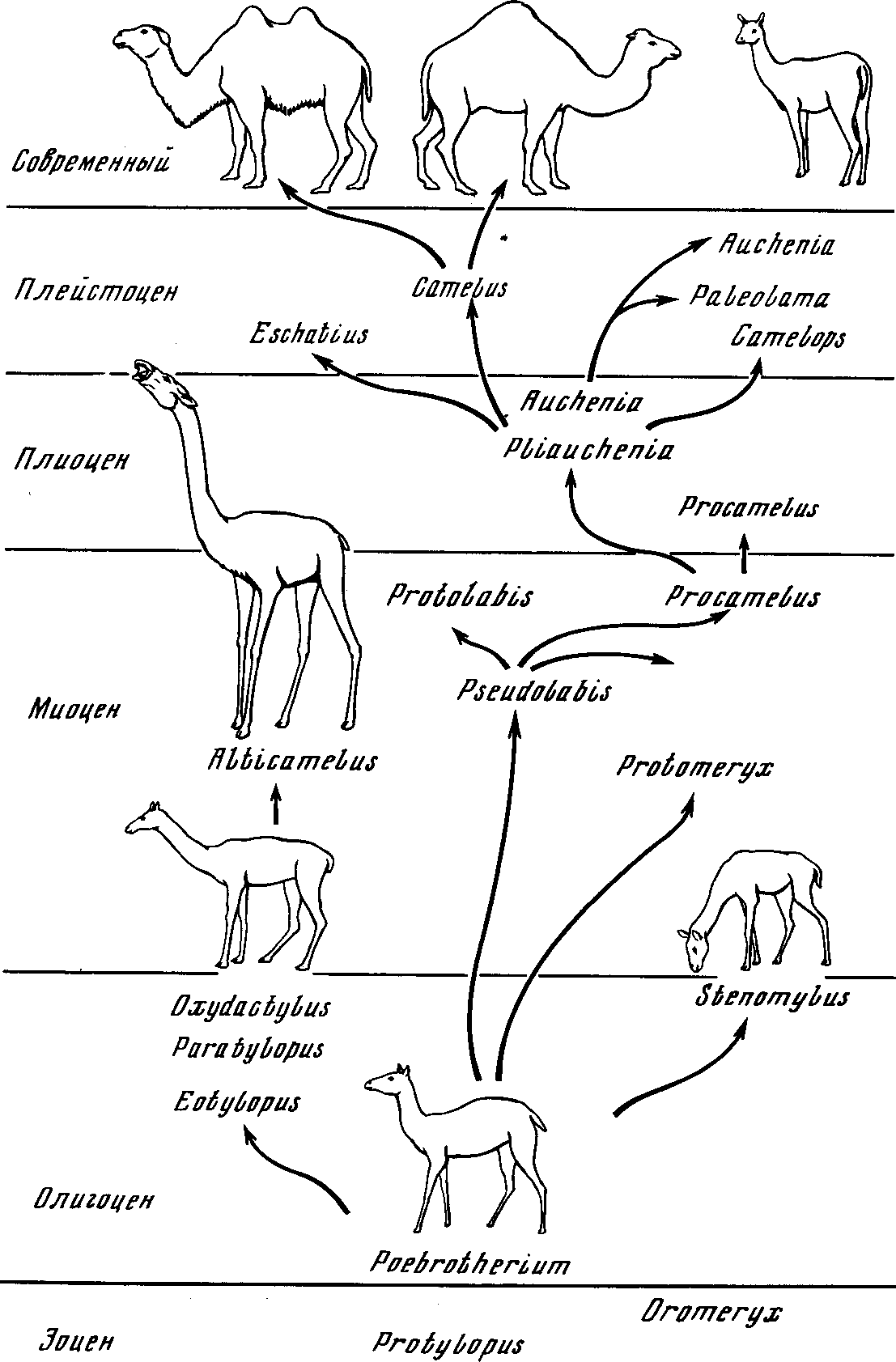 Рис. 2. Схема эволюции верблюдов (по R. Lull, 1929)