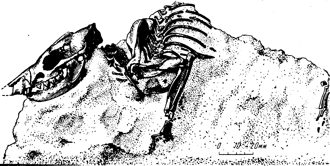 Рис. 25. Части скелета челкарии (Tshelkaria rostrata Gromova), мелкого примитивного хищного (креодонта). Средний олигоцен, озеро Челкар-Тениз (В.И. Громова, 1961)