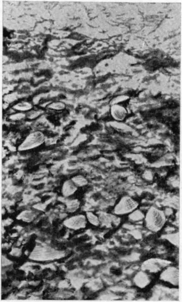 Рис. II. Часть обнажения правого берега речки Бетекей около аула Селим-Джевар; видны раковины неогеновых моллюсков. Фото Ю.А. Орлова