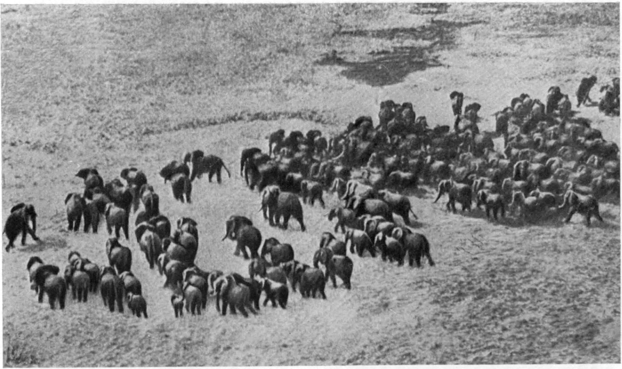 Рис. XIV. Стадо слонов в Центральной Африке, Уганда (John Hillaby, 1962)