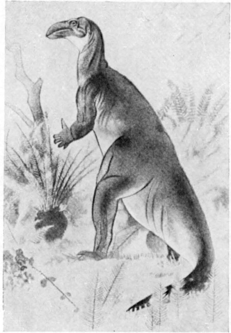 Рис. XIХ. Реконструкции внешнего вида игуанодона (Swinton, 1958)